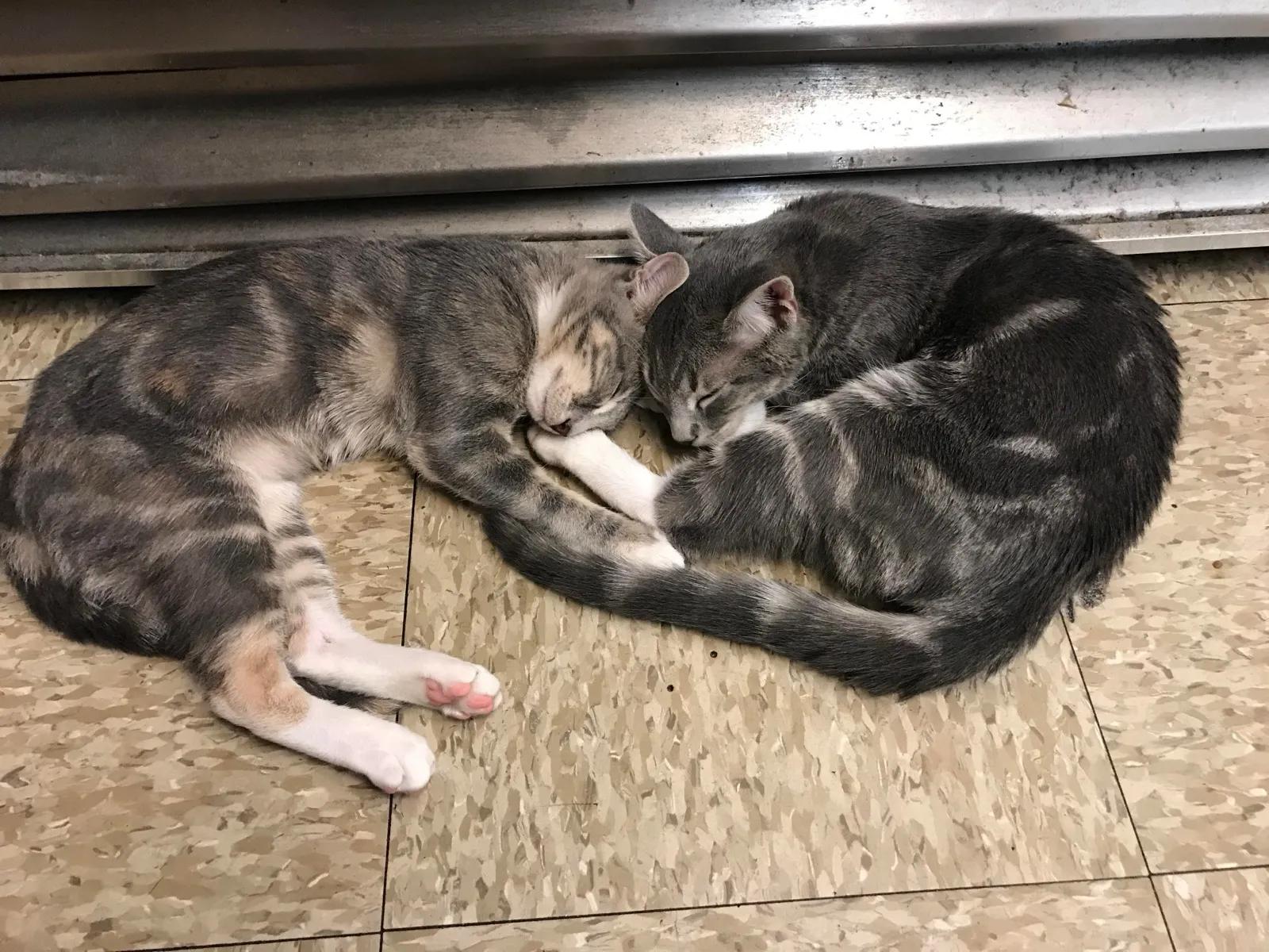 They love napping under the fridge where the warm air is released.
