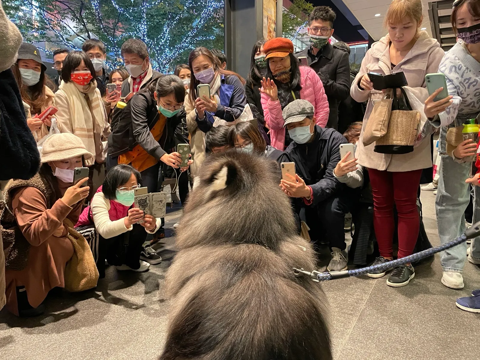 life goals: be half as popular as this dog
